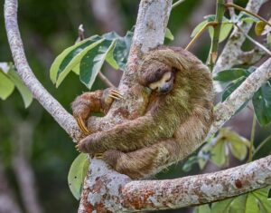 A sloth sleeping in a tree.